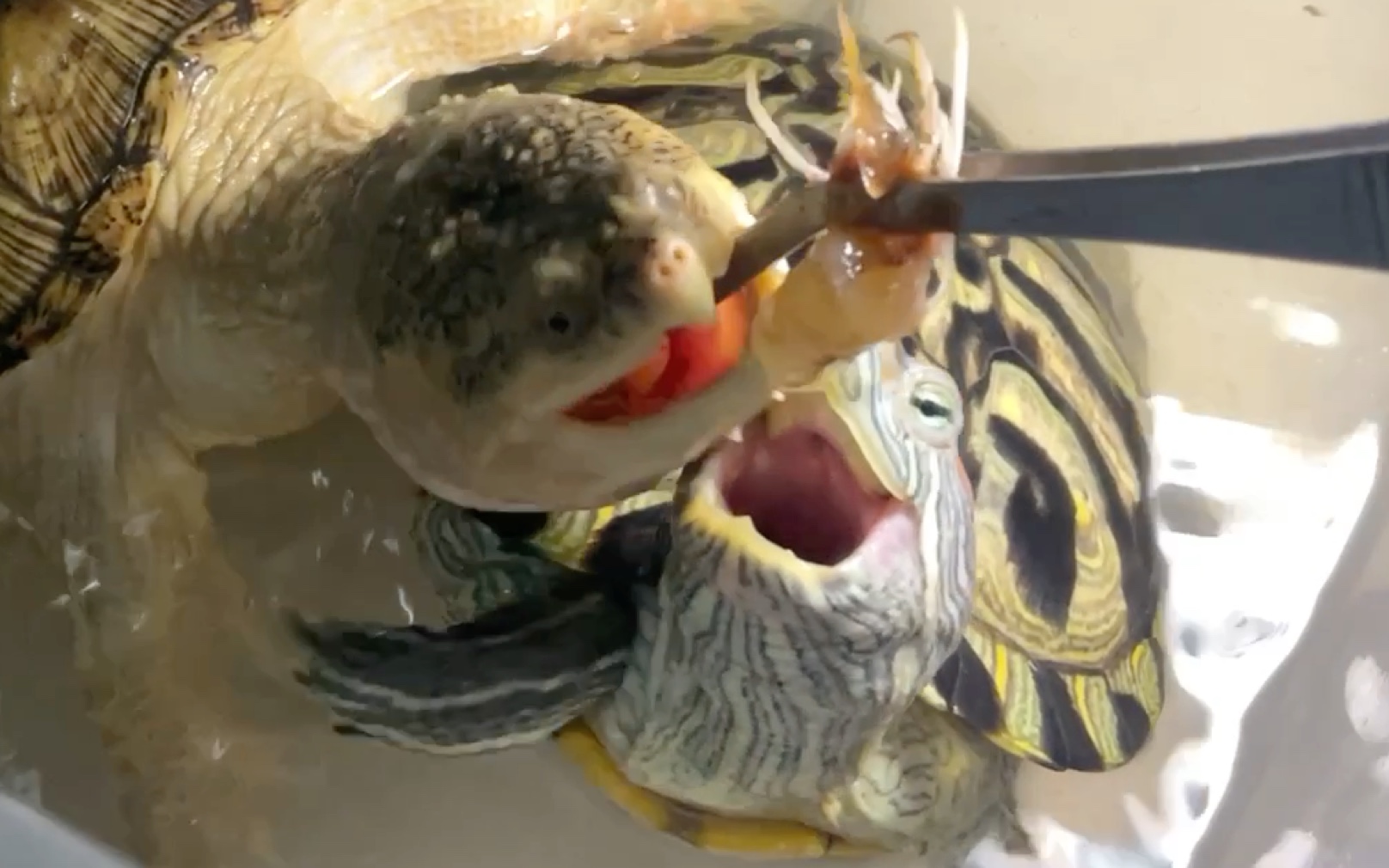 喂巴西龟小鳄龟吃虾