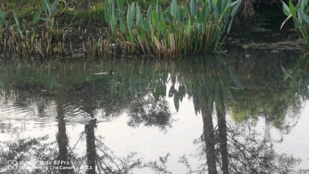 茈碧湖风景区的鸳鸯戏水哔哩哔哩bilibili