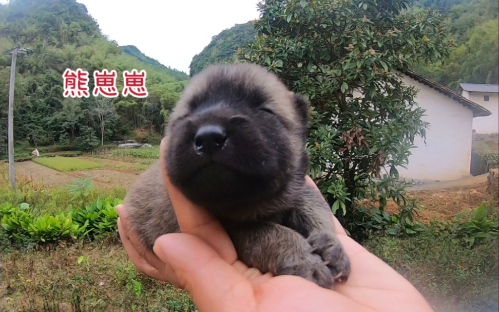 田园犬黑妞生崽啦,大头小耳好像熊猫,还送我一份金黄色的贵礼哔哩哔哩bilibili