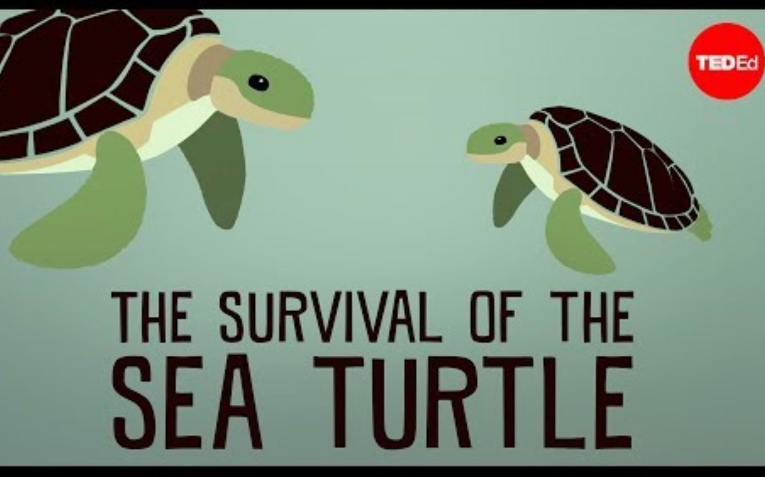 【TedED】奇迹般幸存的海龟 The Survival Of The Sea Turtle哔哩哔哩bilibili