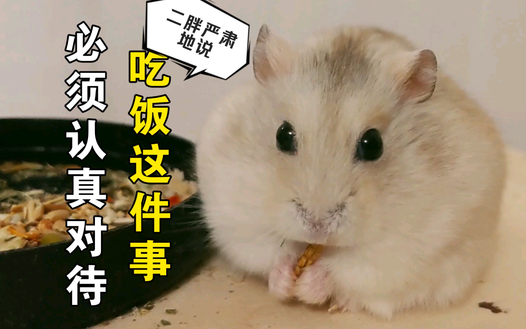 仓鼠二胖一脸严肃地吃饭合集