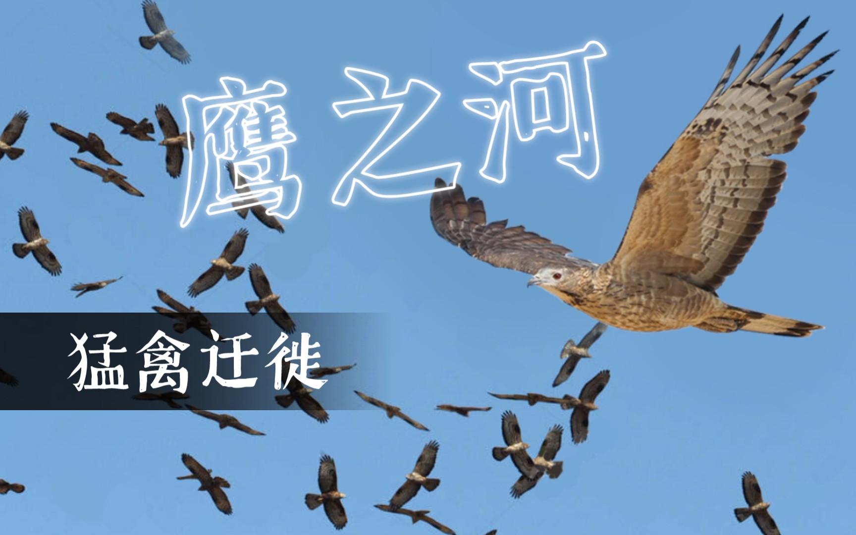史诗般的猛禽迁徙,1000只猛禽汇成鹰之河【toto观鸟·凤头蜂鹰】_哔哩