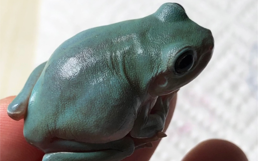 抓拍蓝姥爷树蛙吃食