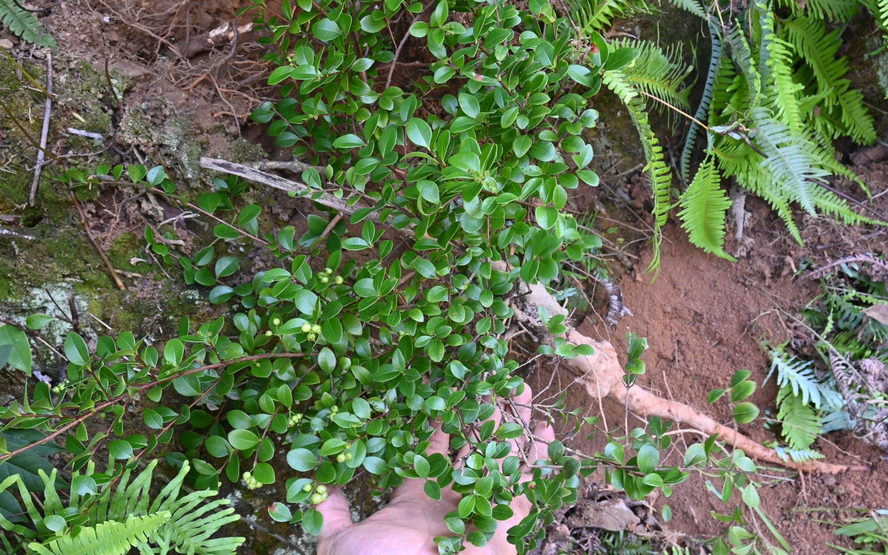 农村常见赤楠,鱼鳞木,有哪些用途与价值?挖一棵给大家看看