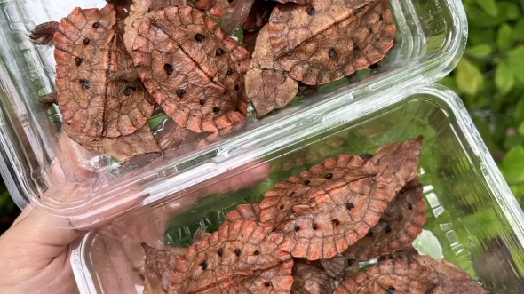 玛塔龟爬宠乌龟红玛塔