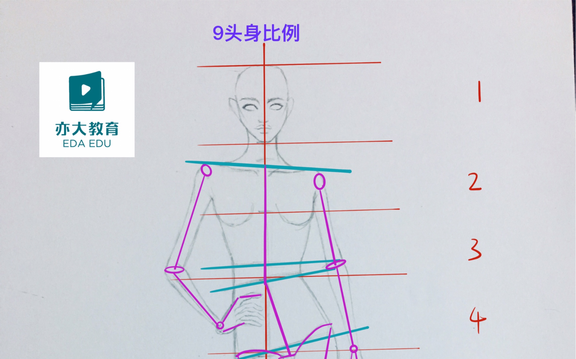 【服裝設計9頭身人體結構比例學習資料】零基礎自學手繪畫畫插畫