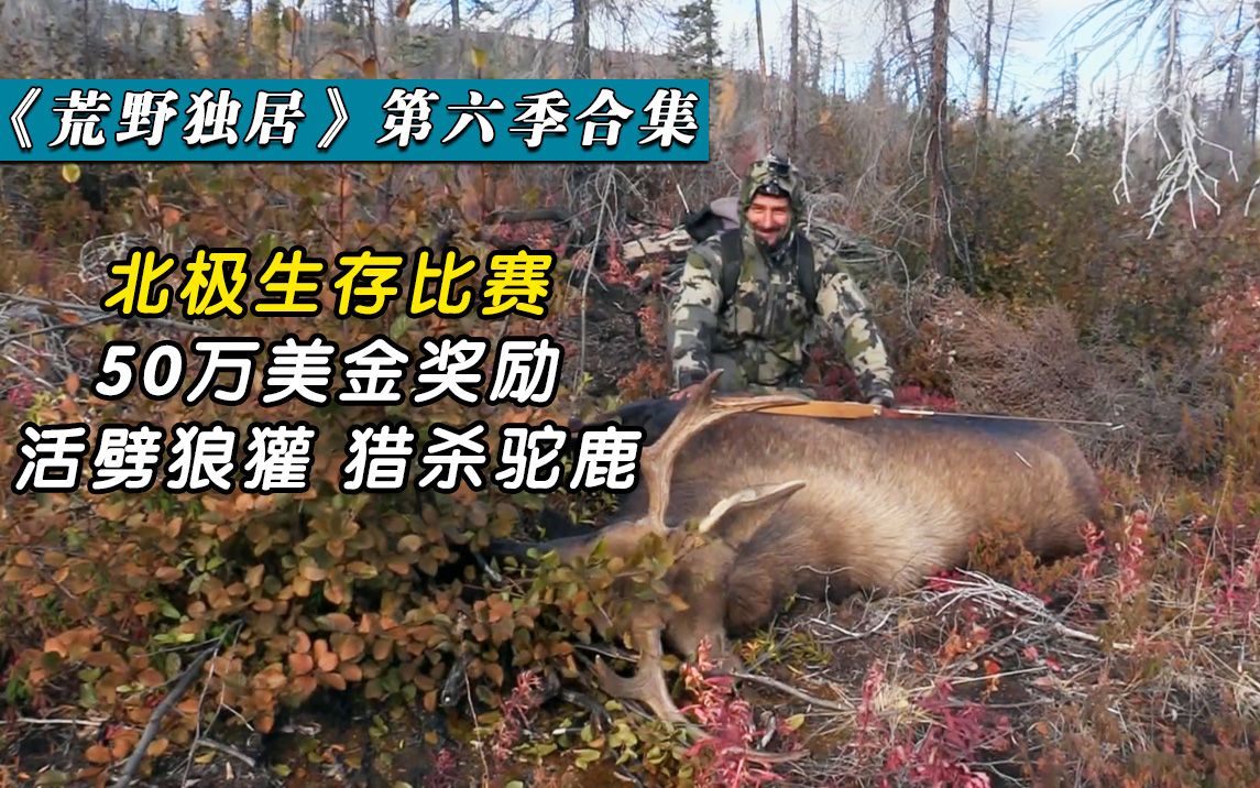 一口气看完荒野独居第六季北极生存比赛猎杀驼鹿的大佬出现了