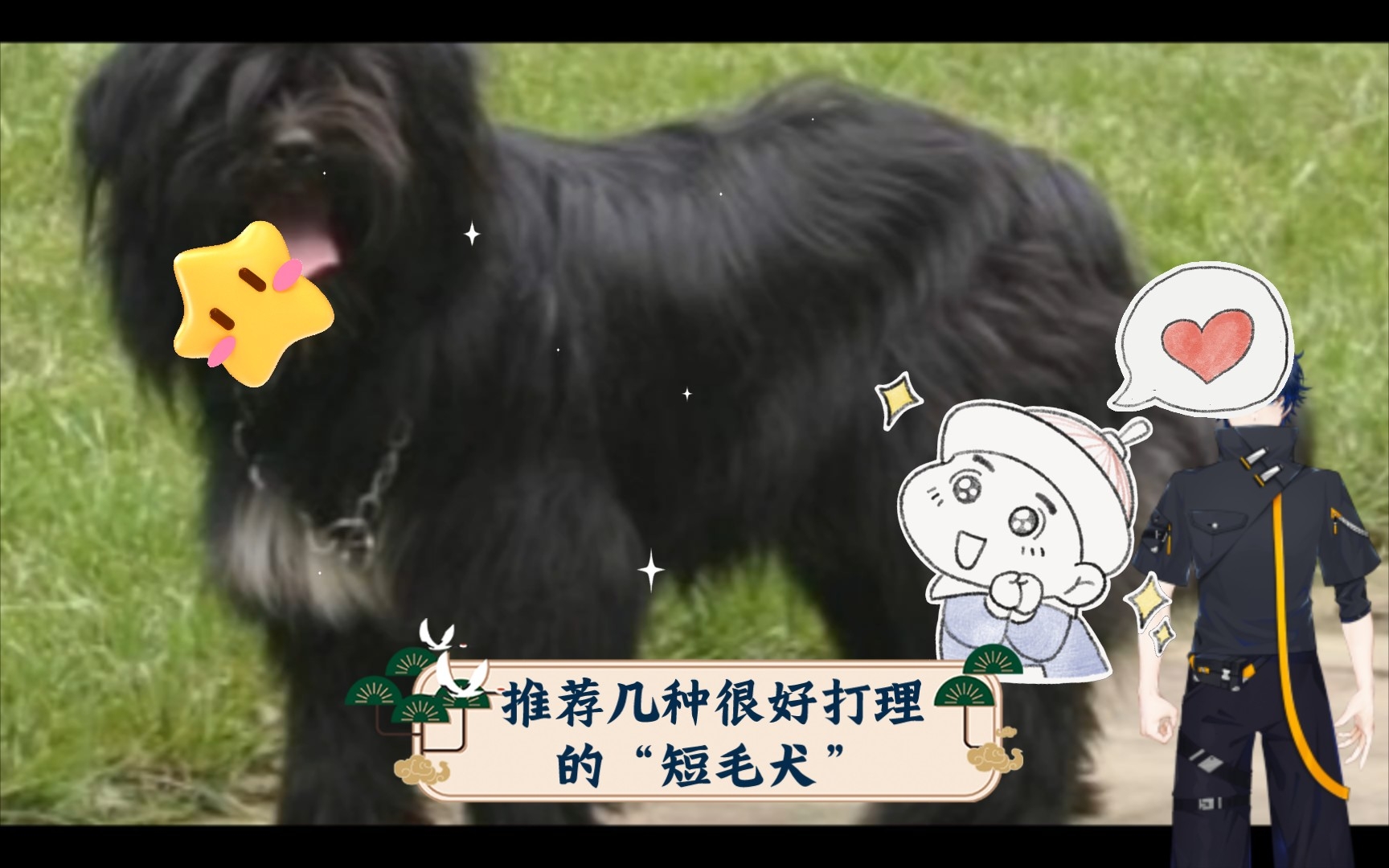 推荐几种很好打理的“短毛犬”哔哩哔哩bilibili