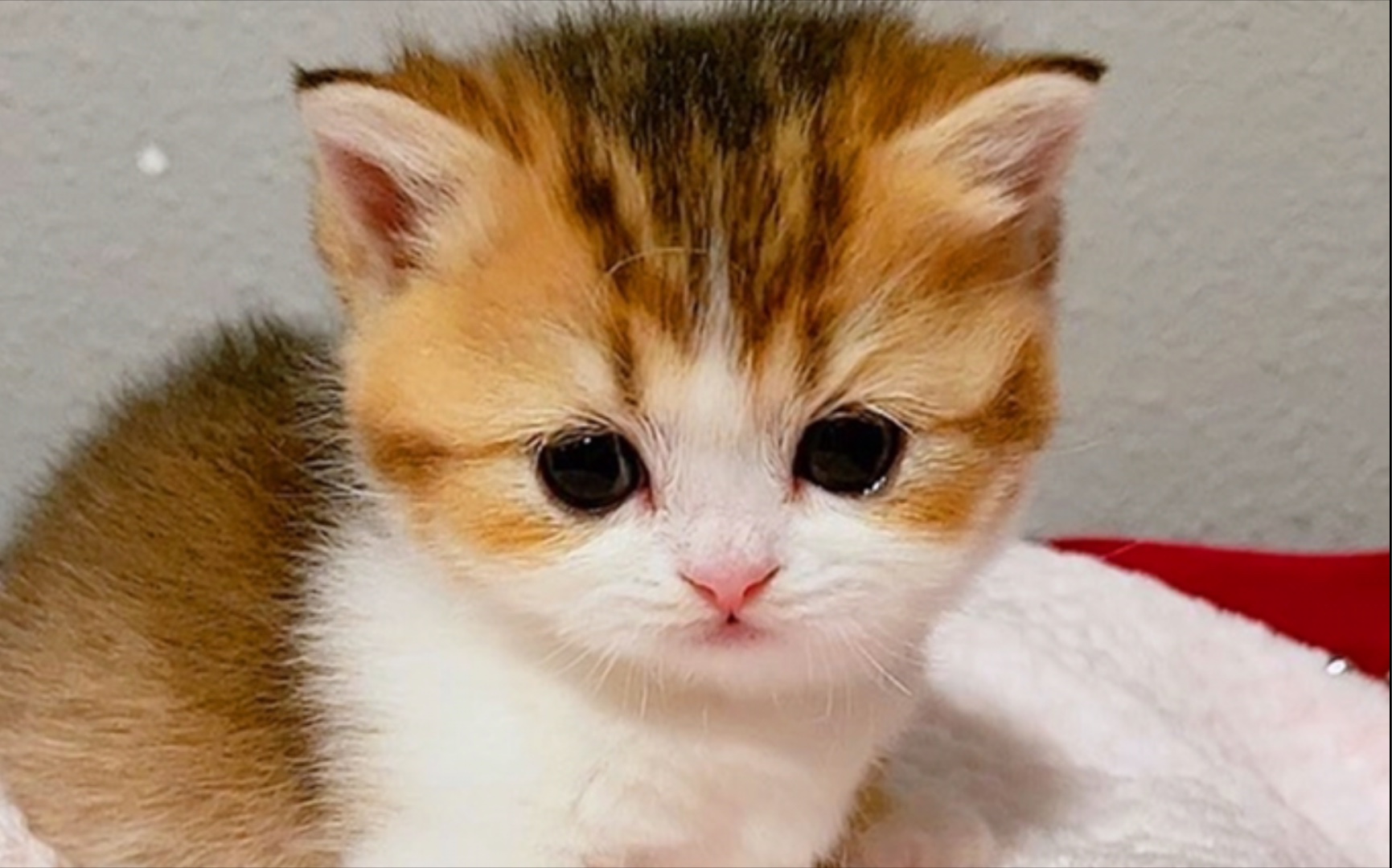 超萌小奶猫有点胖乎乎的太可爱了