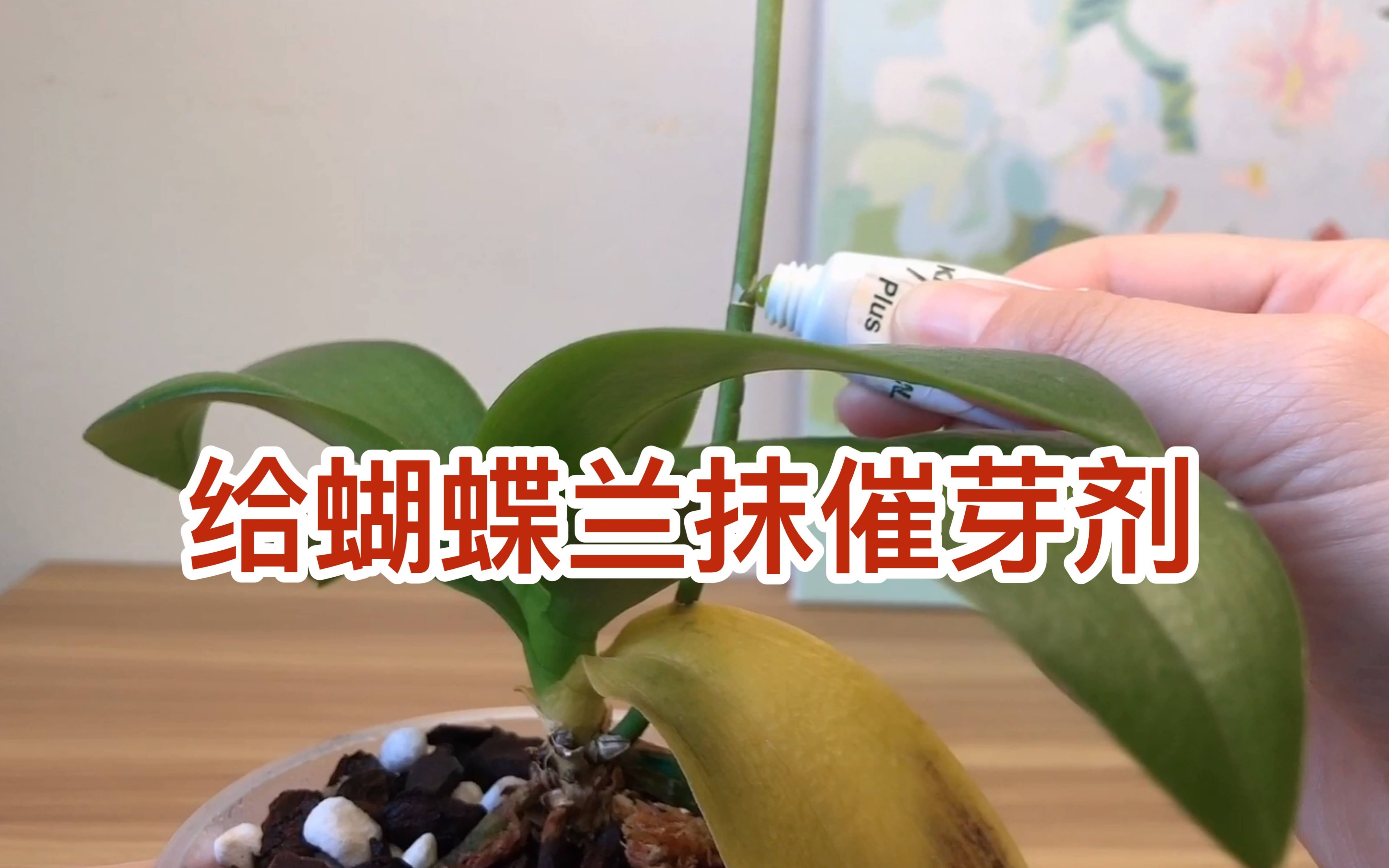 给蝴蝶兰抹催芽剂一个失败的例子