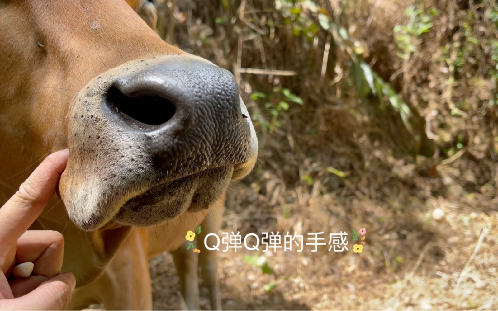 大眼从小牛被我撸到大呀,它反应有点慢,但是很喜欢被撸的,大眼只给我和我爸碰,其他人来它会跑开或者会踢人哔哩哔哩bilibili