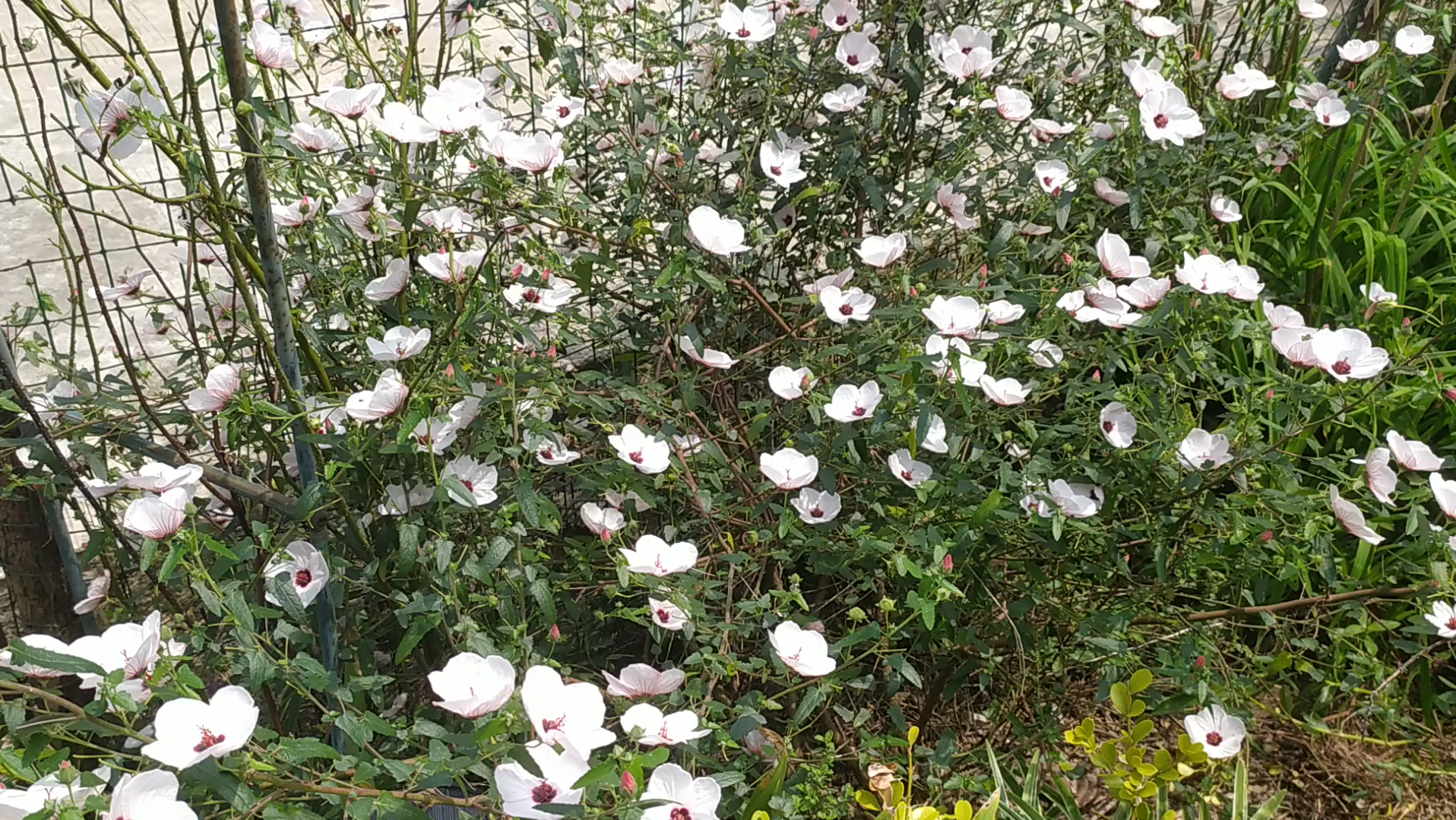 懒人花园必备,高砂芙蓉葵,零维护,耐旱,耐热,地栽零维护_哔哩哔哩