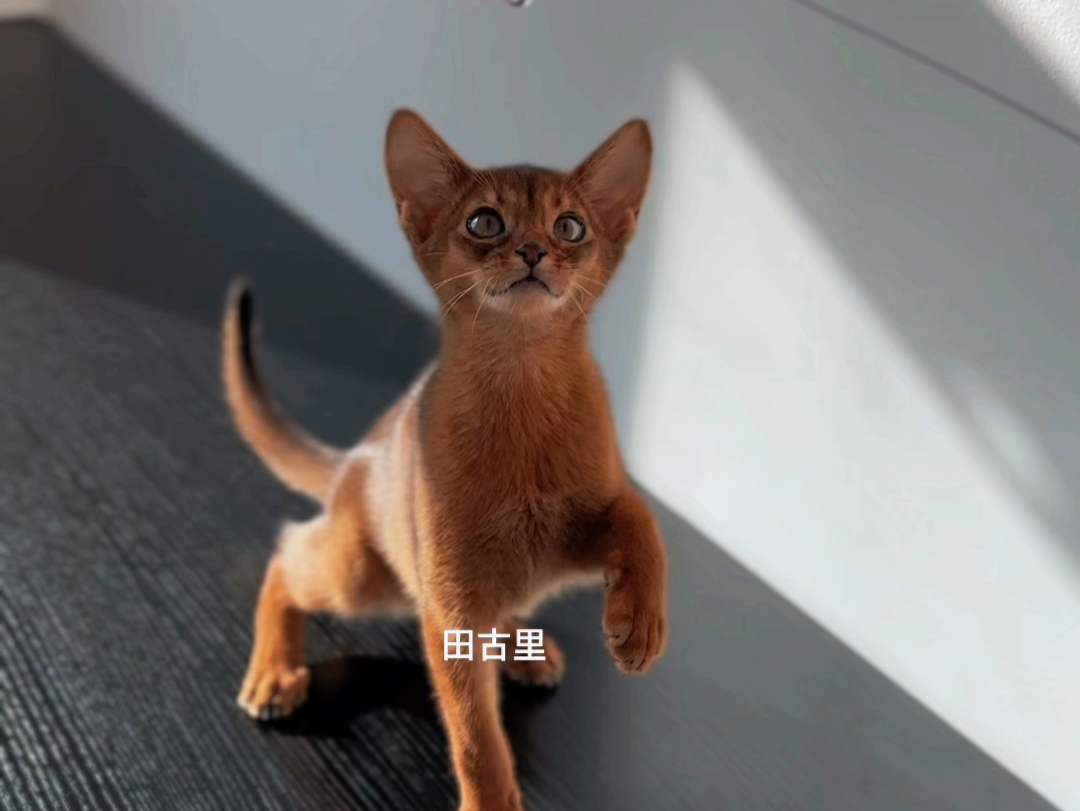 阿比西尼亚猫哔哩哔哩bilibili