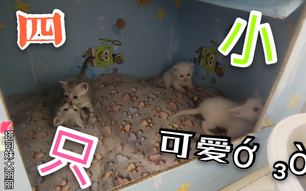 四只小猫咪每天打打闹闹有趣又可爱