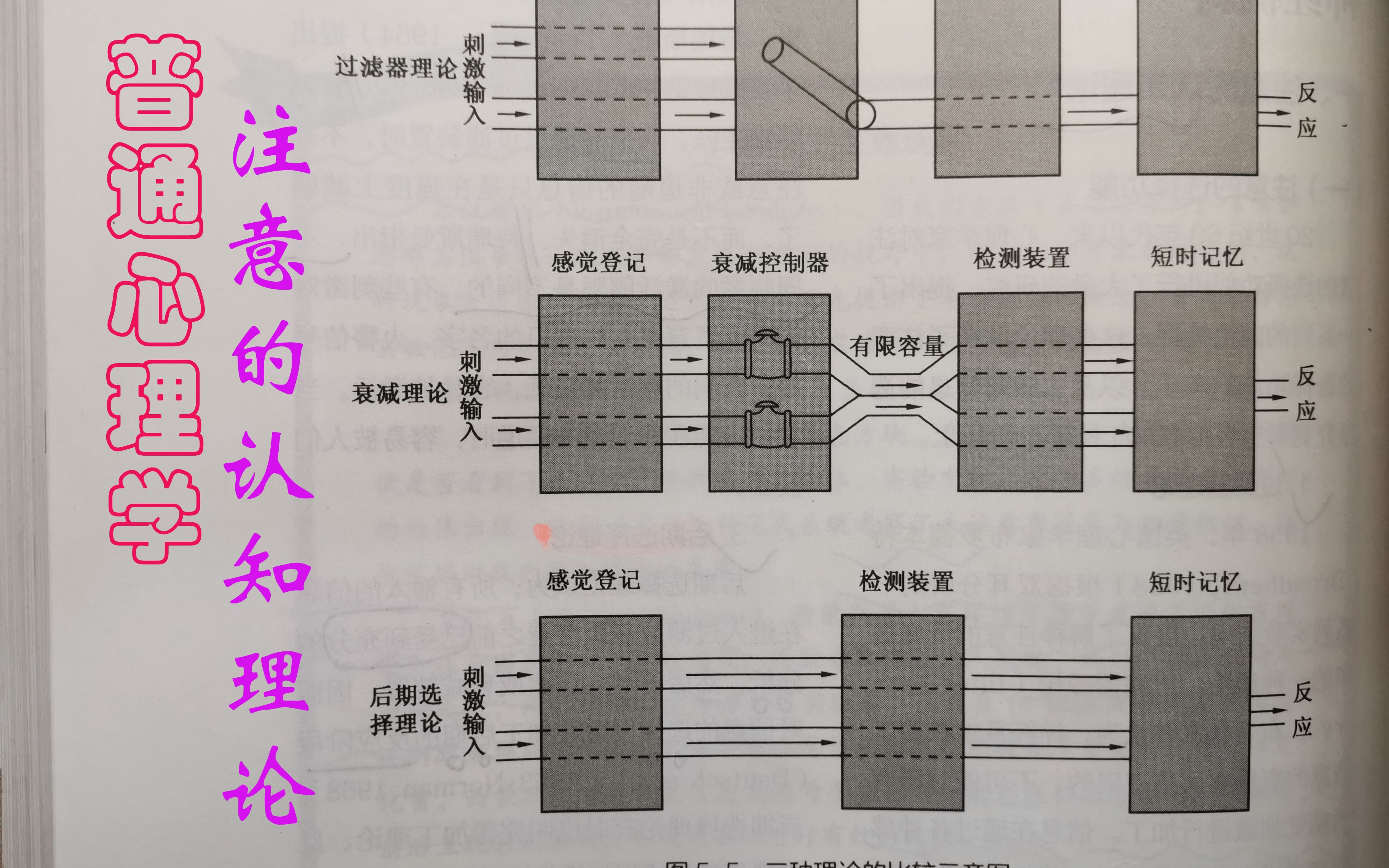 【经典理论洗脑狂背】普通心理学——注意的认知理论哔哩哔哩bilibili