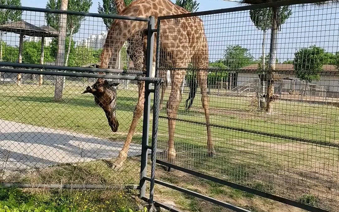 唐山開平動物園一遊05