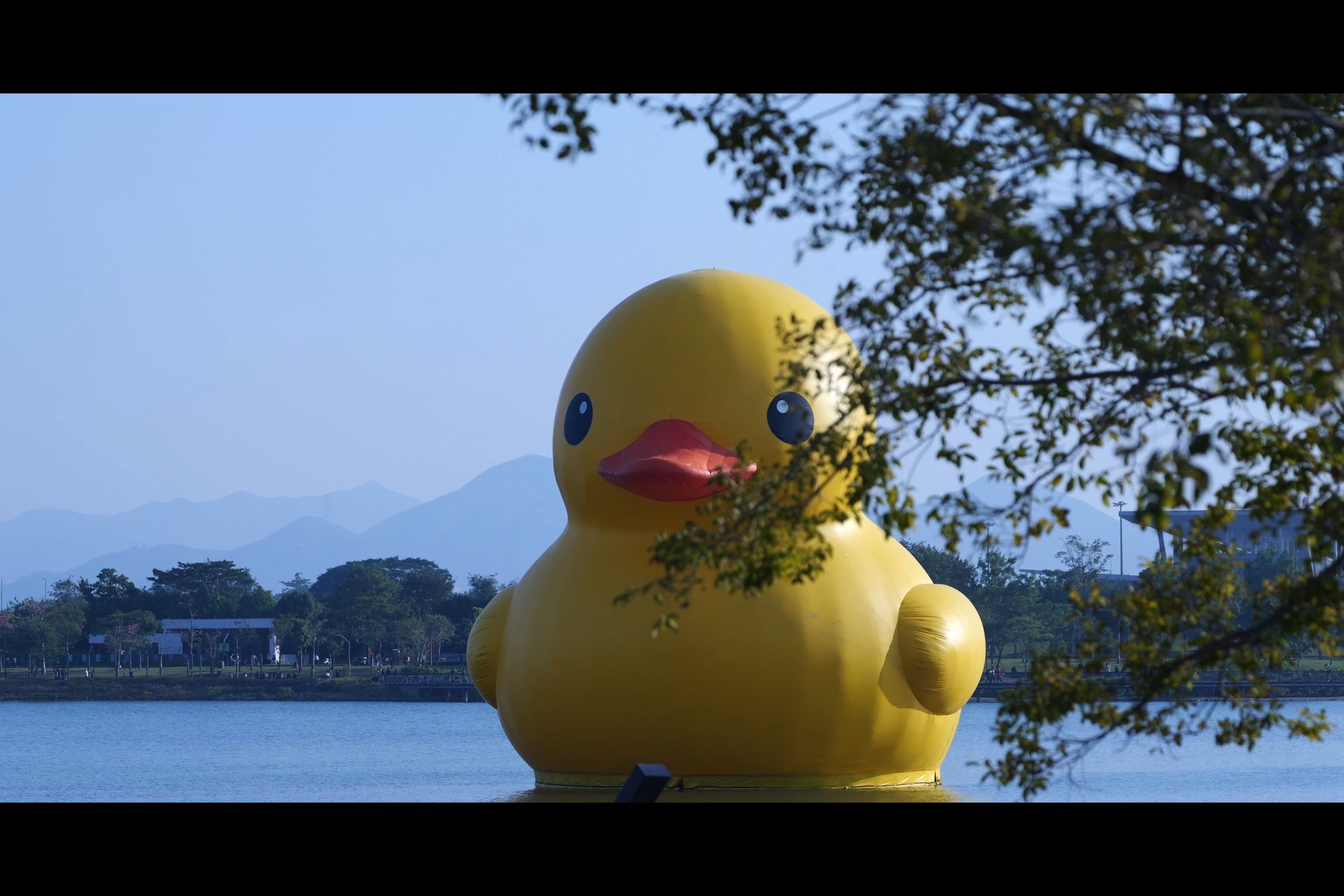 深圳湾公园 | 人才公园 大黄鸭