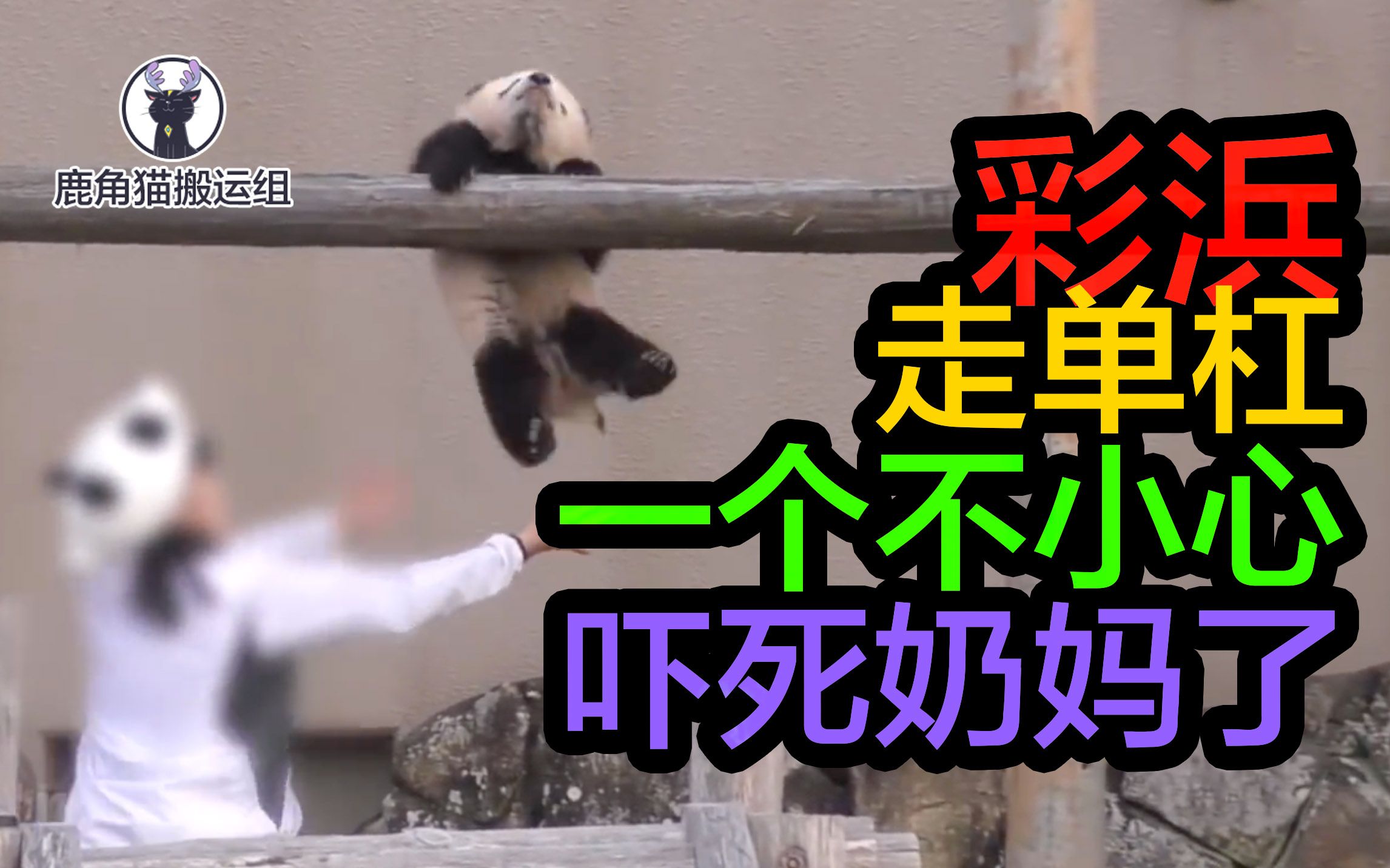 [图]【滚滚 彩浜】走单杠一个不小心，吓死奶妈了【2019.03 日本白浜 大熊猫Pandaパンダ】