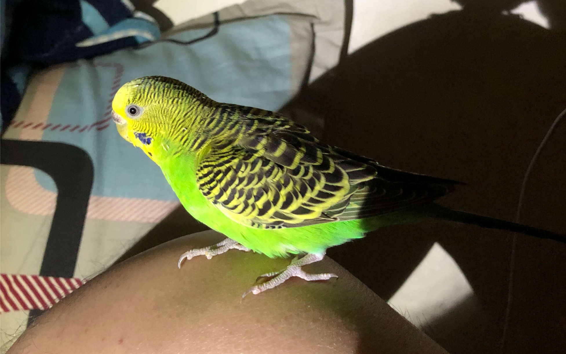 虎皮鹦鹉真是皮