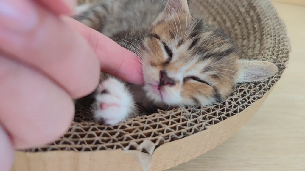 [图]有一只睡不醒的小奶猫是什么样的体验？