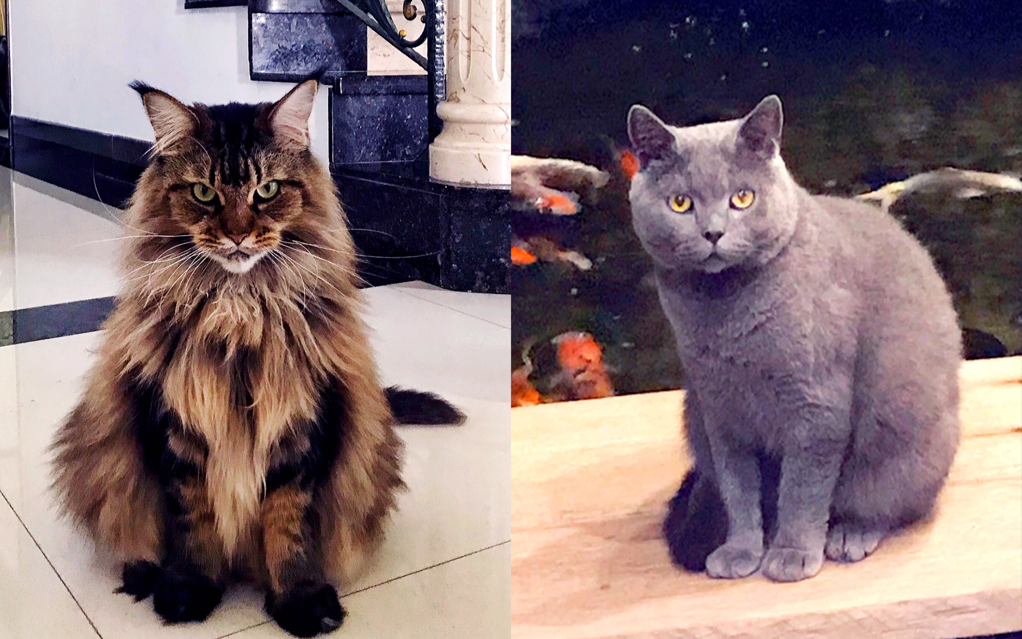 缅因/英短〗不同的猫遇到锦鲤时会发生什么?