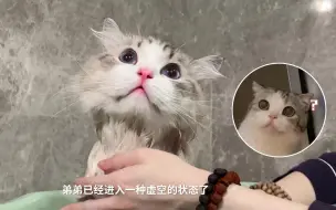 Download Video: 猫洗澡的时候突然像被夺舍了一样放空