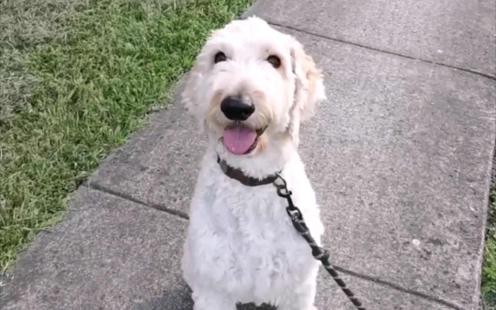 这只巨贵和拉布拉多串串狗,究竟在笑啥?