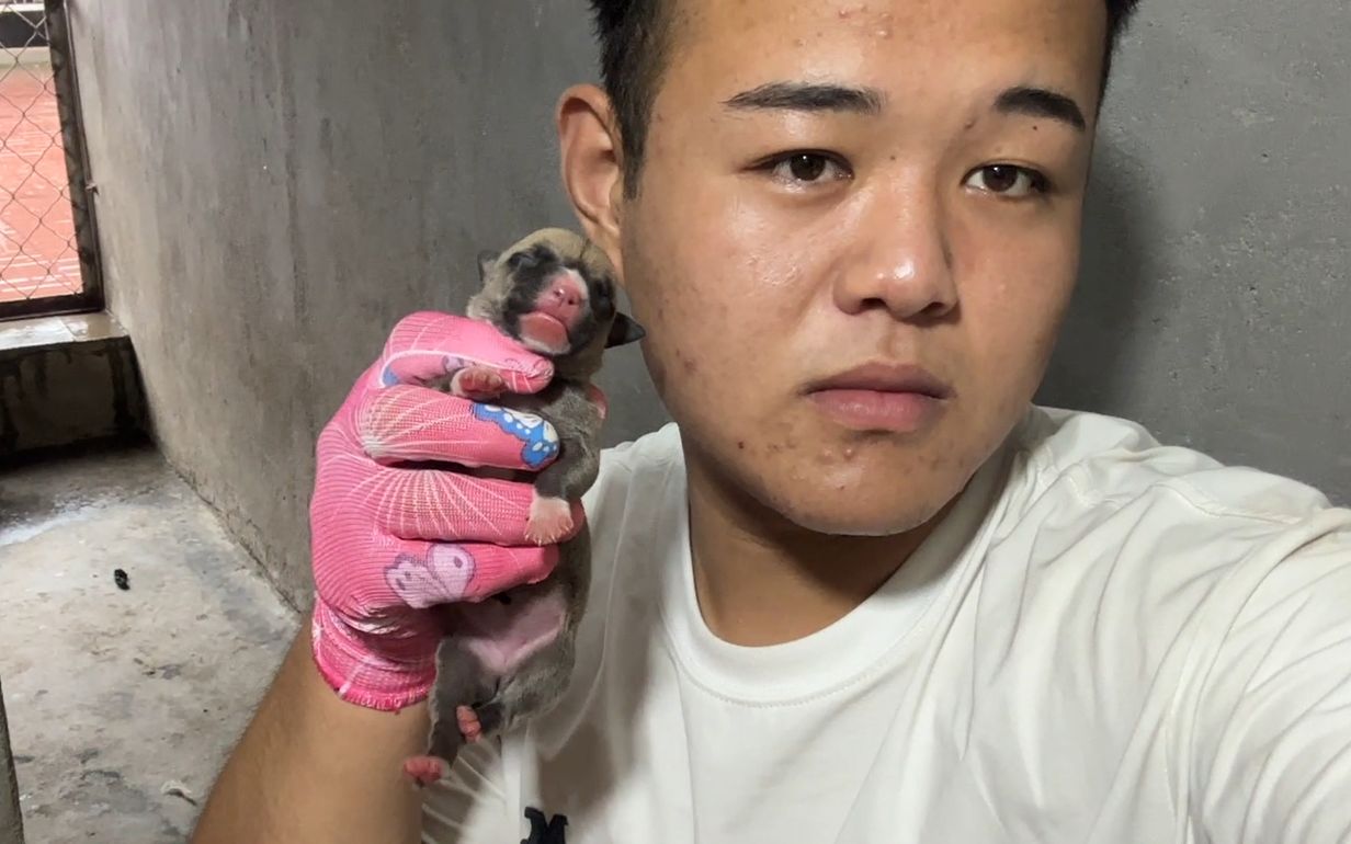 "战神"金沙后代价值连城,神秘大哥出2万预定,听听二凯咋说?