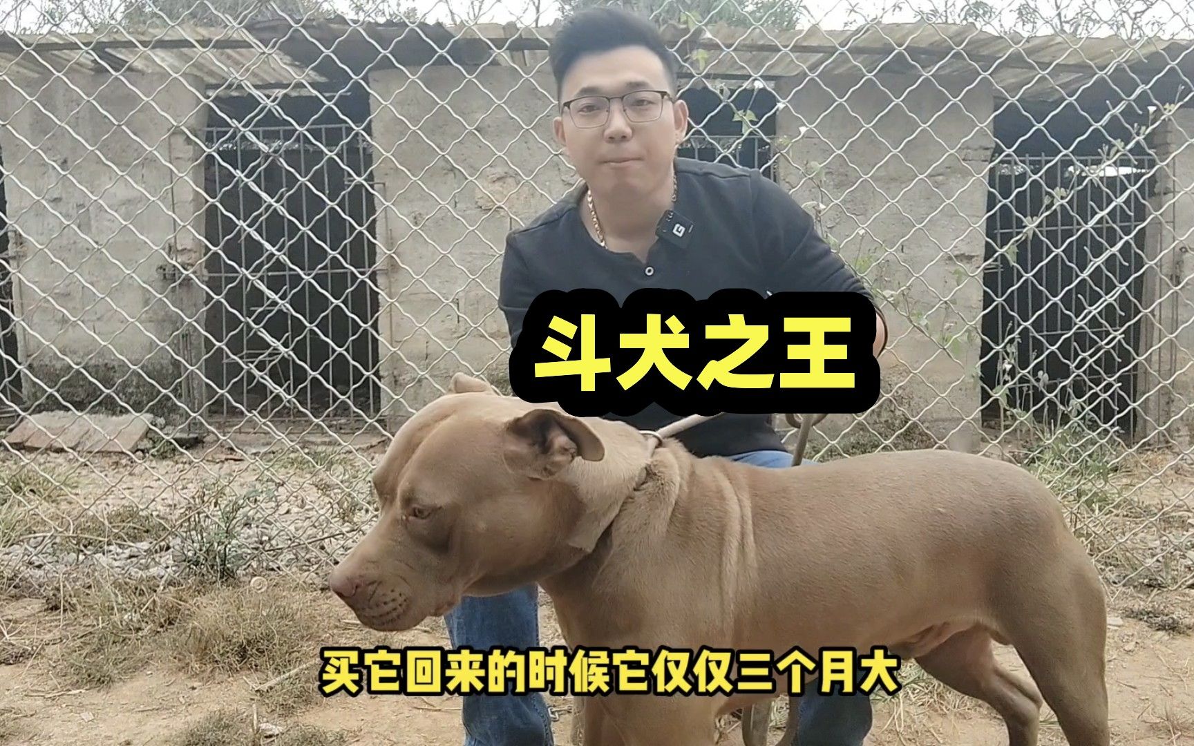 斗犬之王巨型比特越养越后怕,看看买时花费多少钱哔哩哔哩bilibili