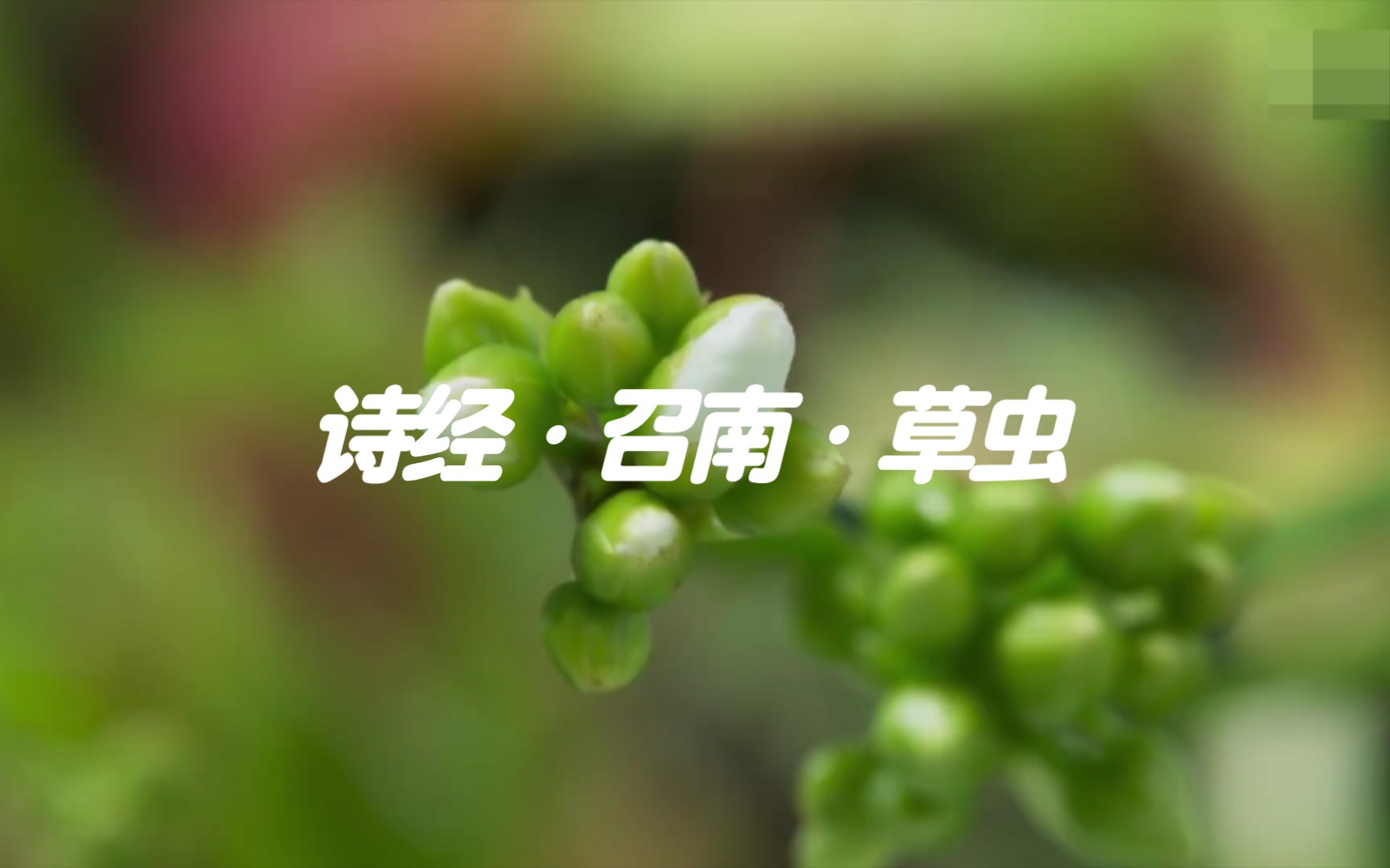 [图]诗经·召南·草虫