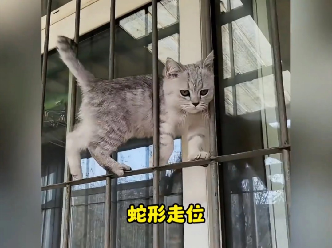 [图]盘点满级猫咪的高能瞬间，江湖传说，猫是老虎的师傅。#猫咪 #功夫猫 #喵星人 #高手在民间