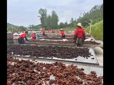 九蒸九晒黄精丸不泻不动火,能引火归源.