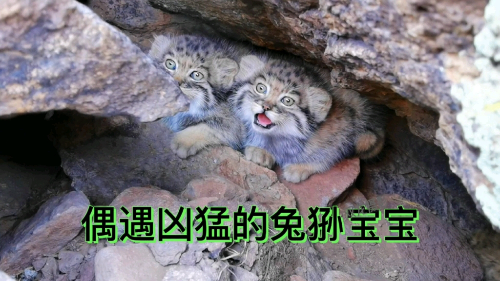 [兔狲]尾巴：你清高，你了不起！！