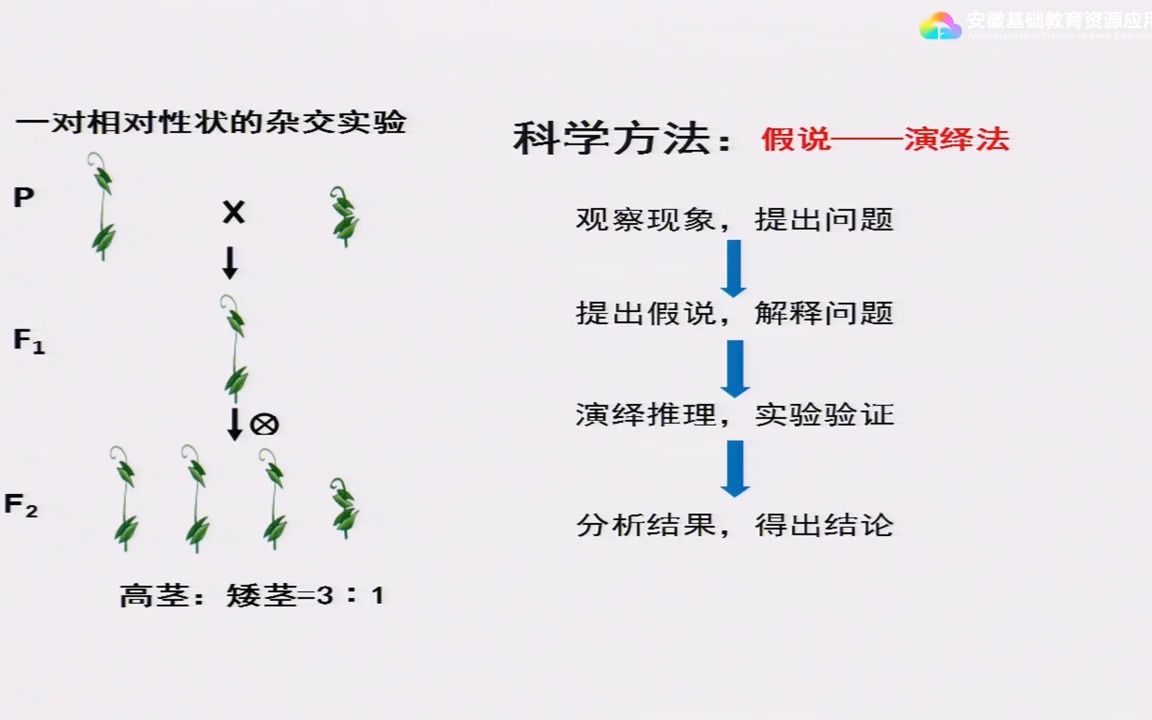 [图]第1章 第2节 孟德尔的豌豆杂交实验（二） 第1课时