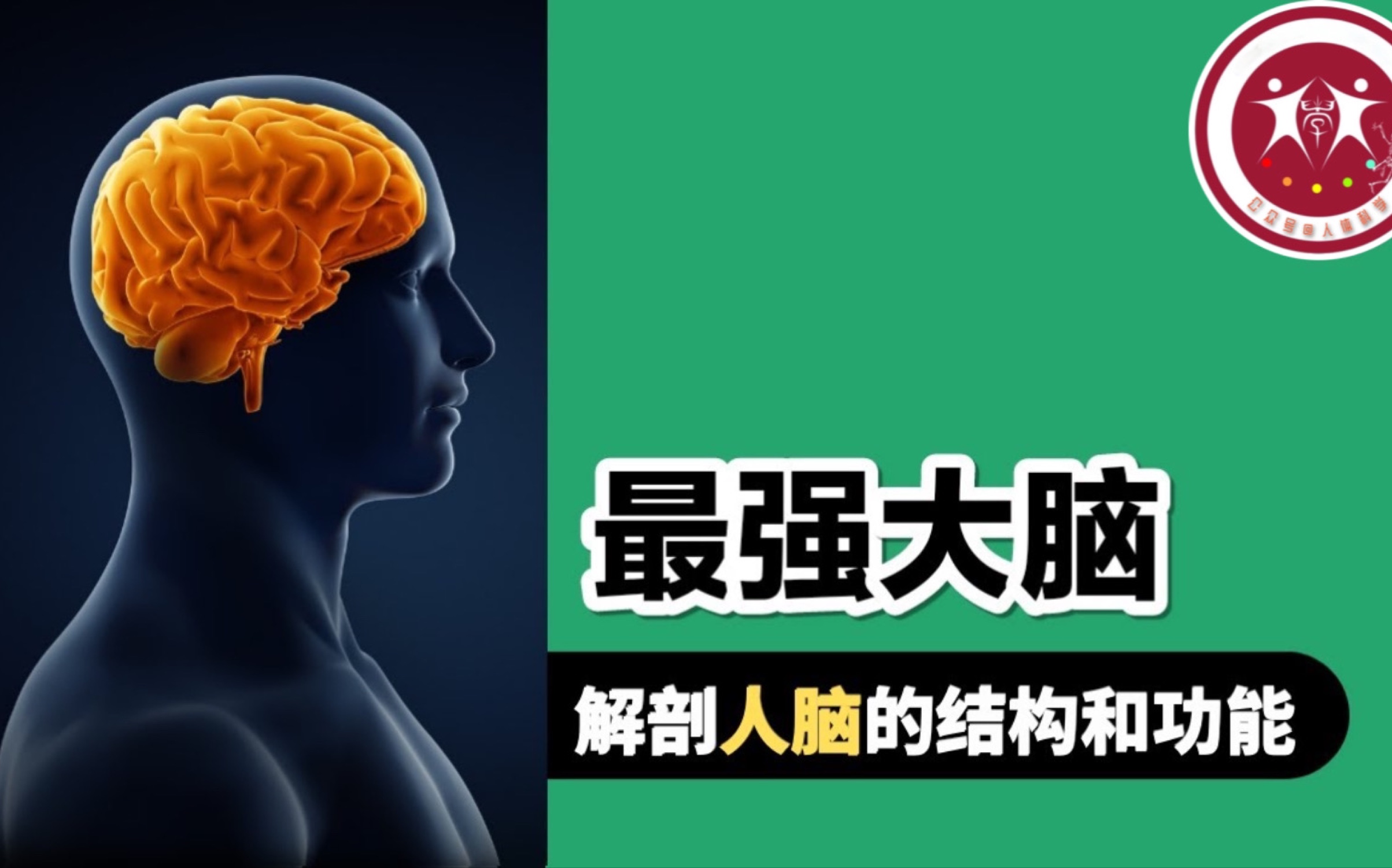 【最强大脑】大脑的自述我们脑子结构和功能!哔哩哔哩bilibili