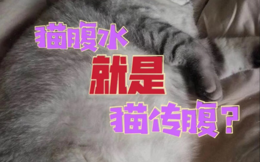 猫腹水大肚子就是猫传腹吗?认真看视频,看完全懂了!哔哩哔哩bilibili