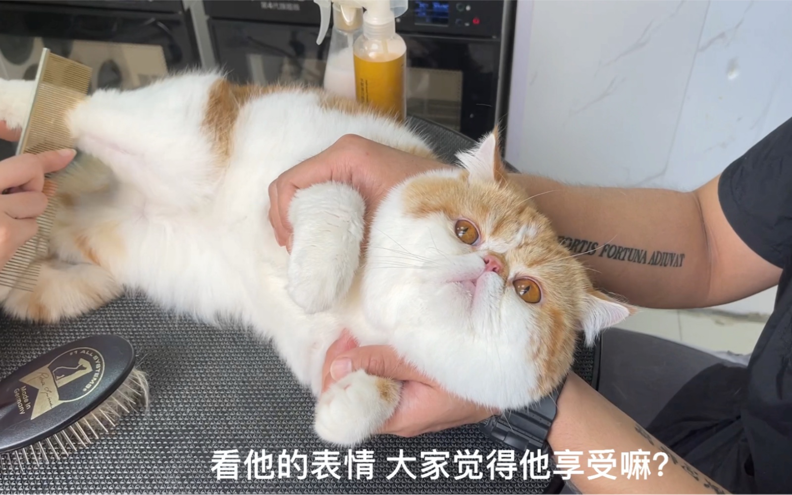 [图]加菲猫洗澡全过程 制作不易 点个赞再走呗~