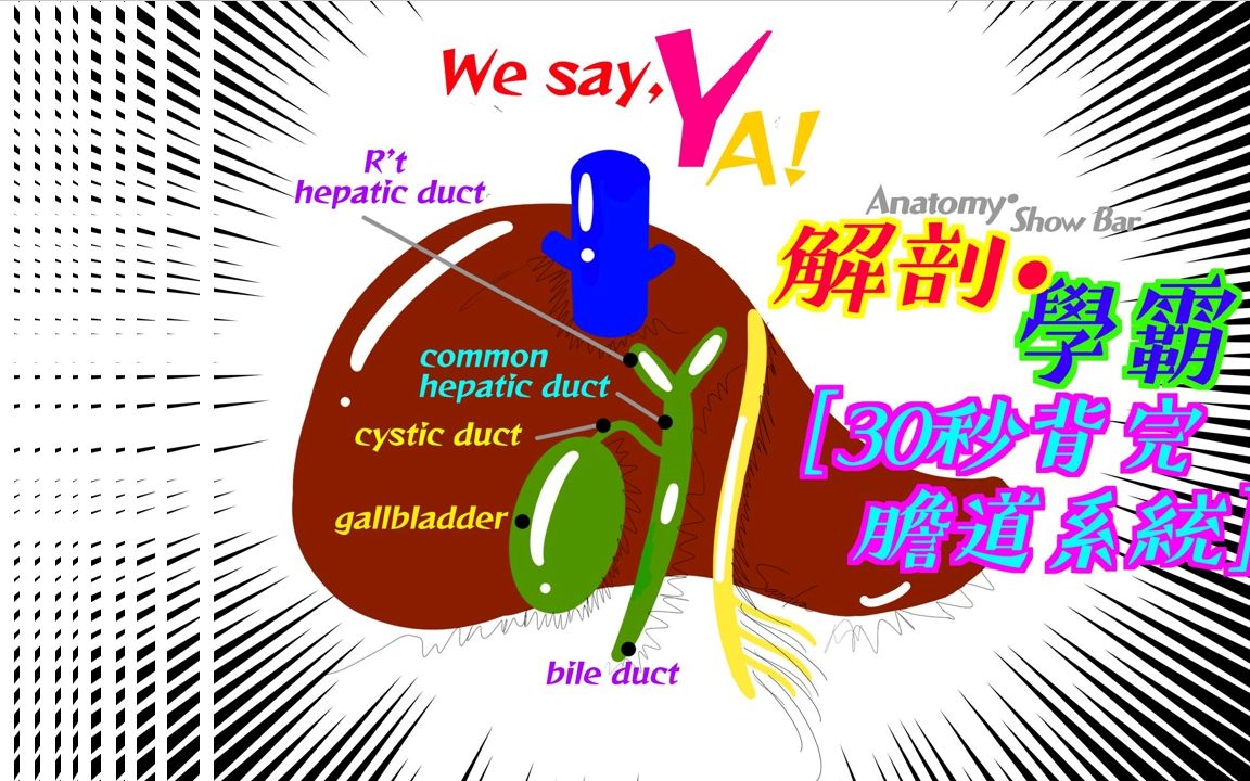 [图][Anatomy․Show Bar – 30秒背完肝外膽道系統]