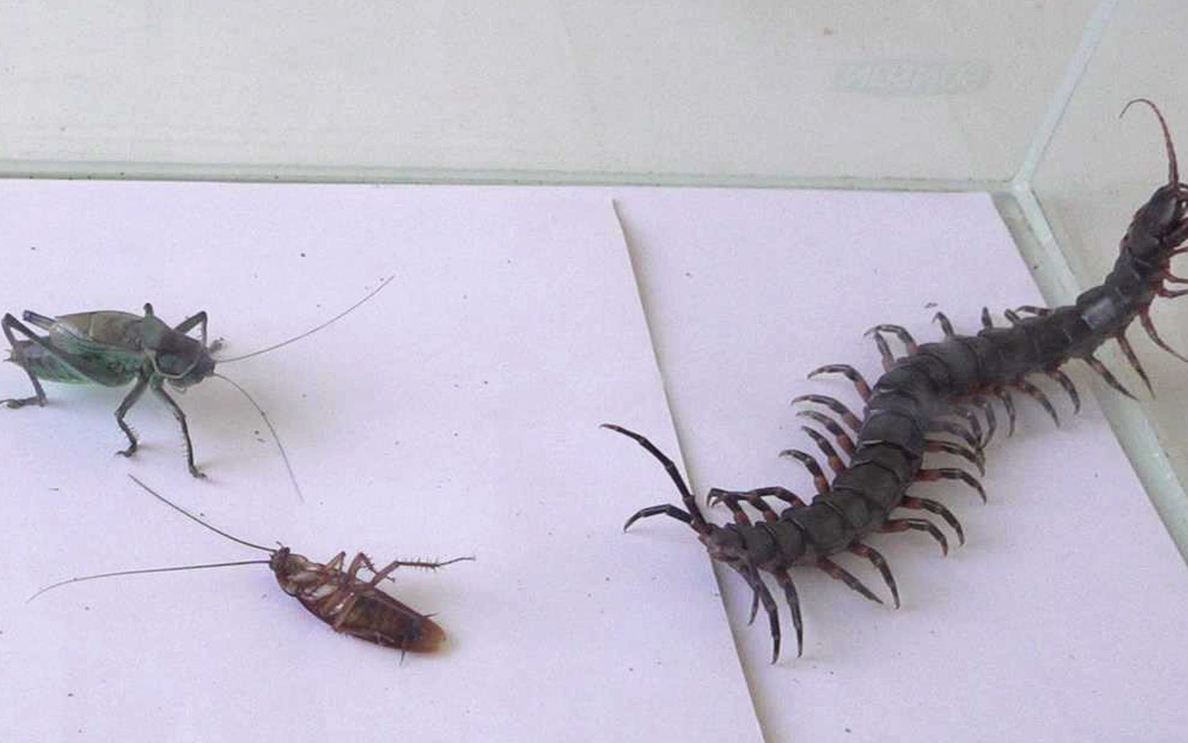 当一只美洲大蠊遇到蝈蝈和蜈蚣,结果会发生什么