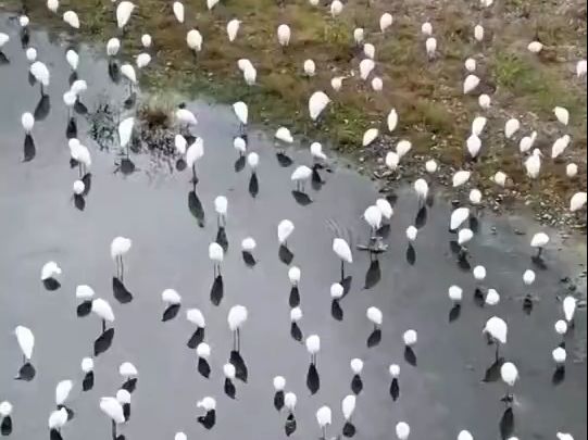 春回大地看安徽多地候鸟北归哔哩哔哩bilibili