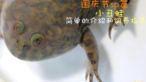 小丑蛙 但是他的学名叫猫眼珍珠蛙 又丑又搞笑 哔哩哔哩