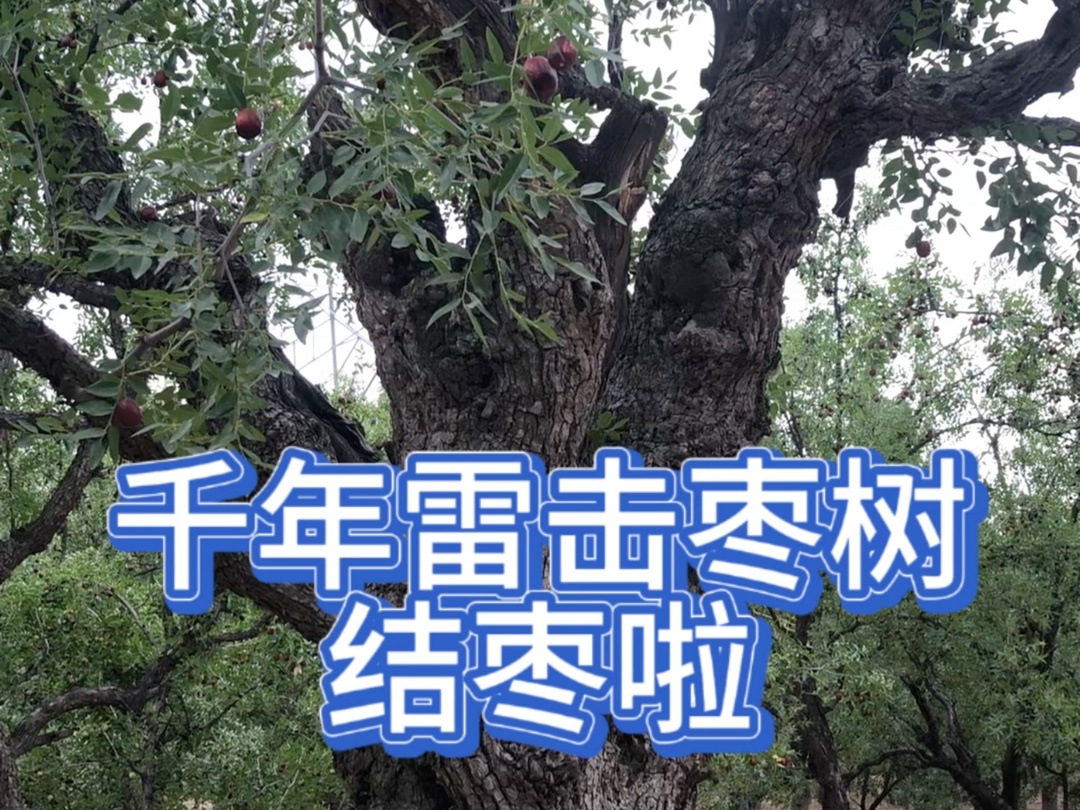 焕发新生的千年雷击枣树结枣啦,有没有想尝尝的呢哔哩哔哩bilibili