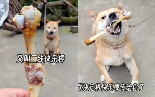 下载视频: 主人吃席不忘给家里田园犬带大骨头，没想到它竟然要拒绝……