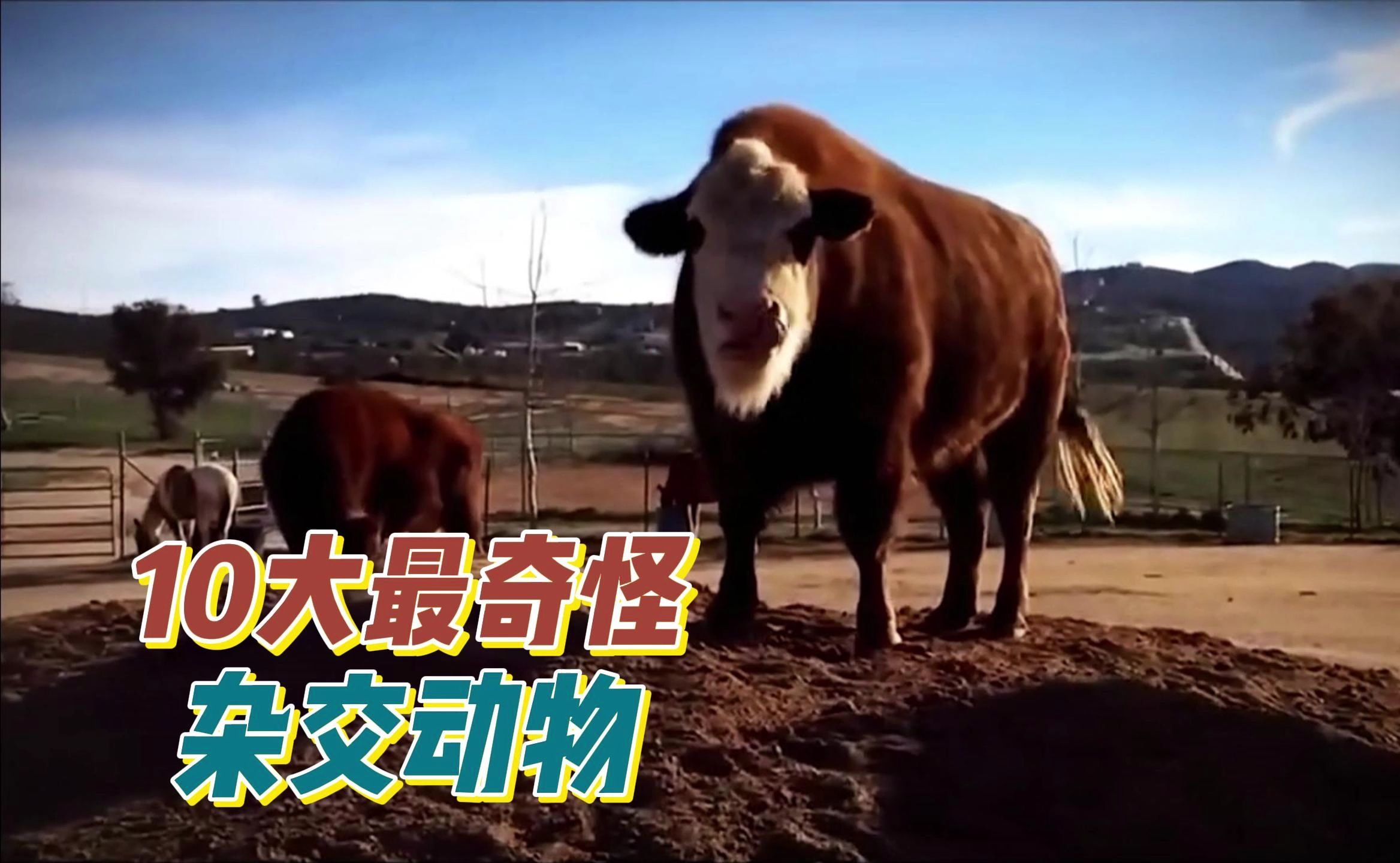 10大最奇怪的杂交动物,强大的皮福洛牛的肉更营养?(四)