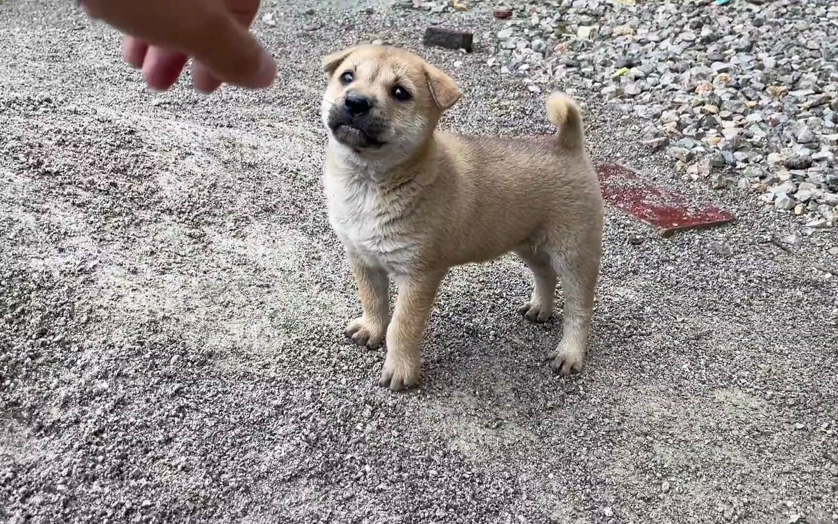 今天朋友带我来看一窝破鼻猎犬,可惜来晚了一步,仅剩一条破鼻犬
