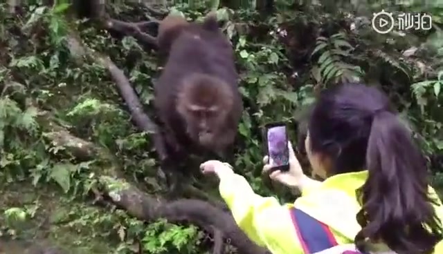 [图]峨眉山上逗猴子，结果……太惨了！