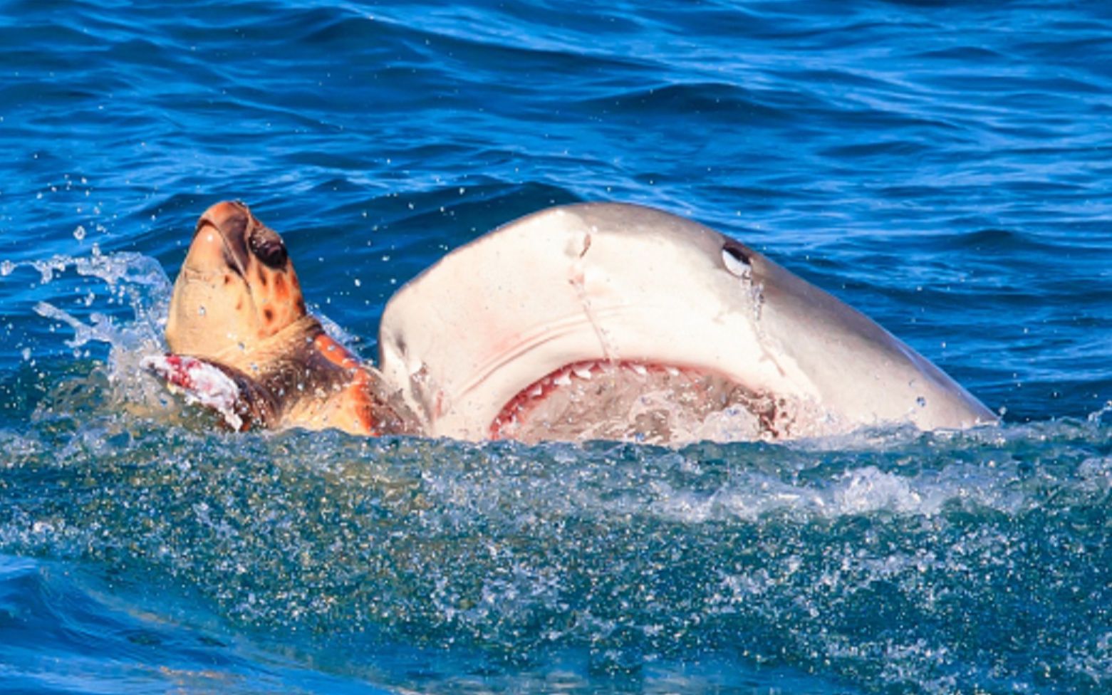 精彩片段居氏鼬鲨粉碎海龟海鸥意外捡漏