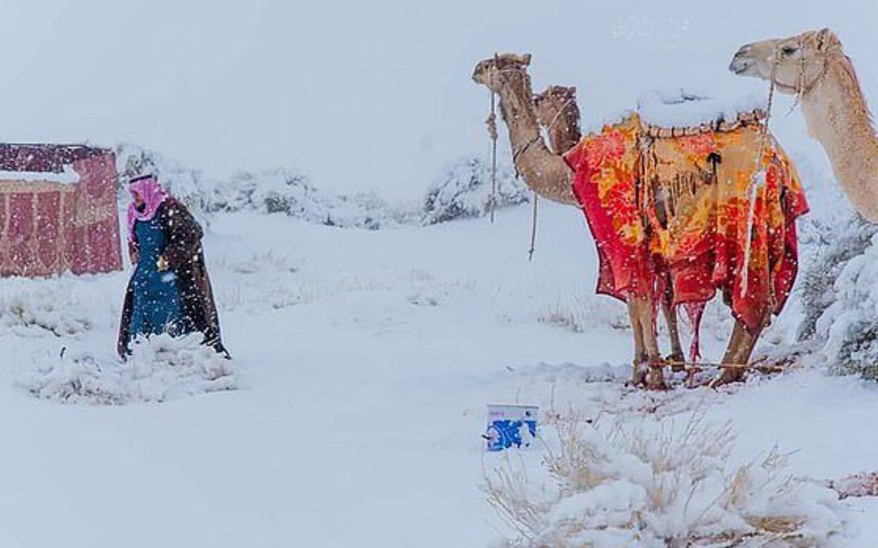 [图]罕见！全球最热的撒哈拉沙漠被大雪覆盖，网友：去沙漠赏雪了