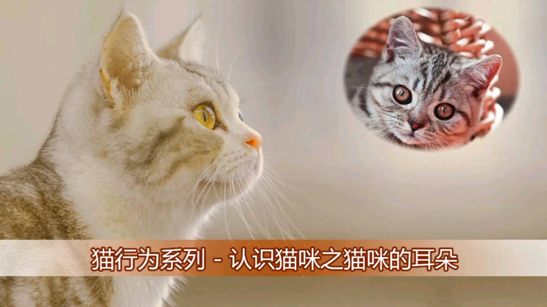 猫行为系列  认识猫咪之猫咪的耳朵和听力哔哩哔哩bilibili