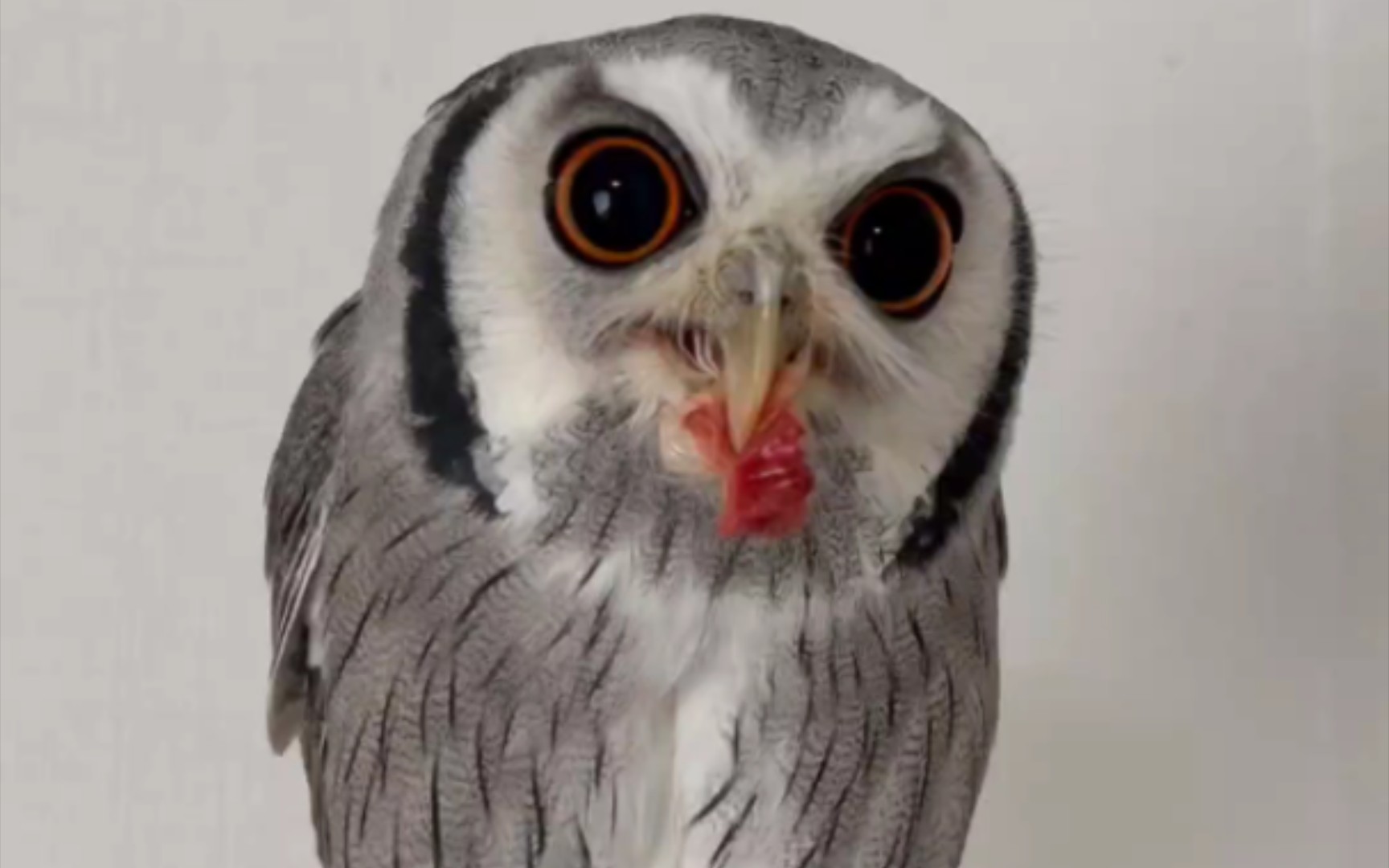 进食后突然察觉到什么的白脸角鸮